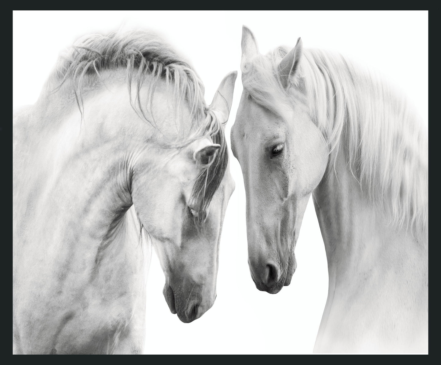 White - 48 x 72 Horses Photography - Gray