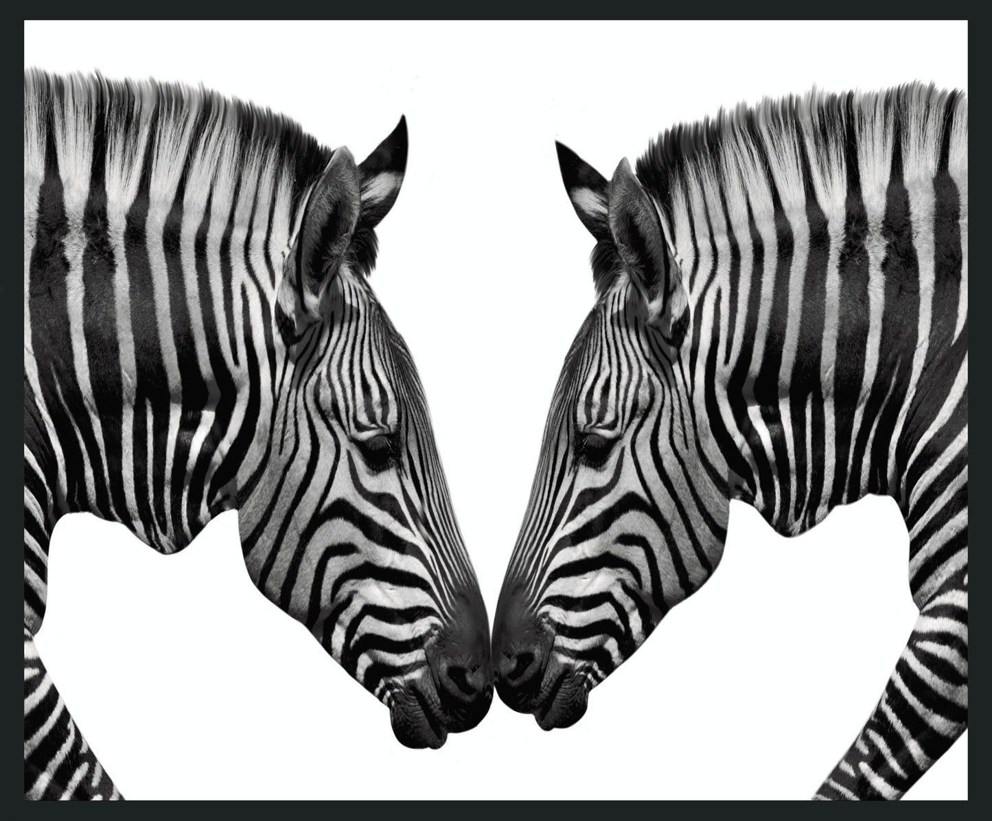 Zebras - 48 x 72 Photography - Black / White