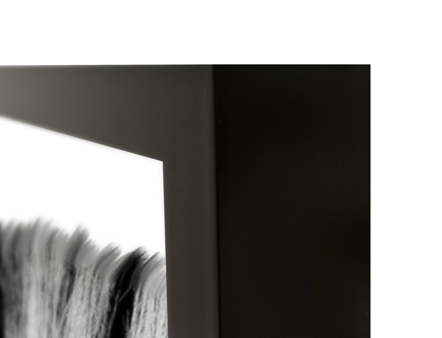 Zebras - 48 x 72 Photography - Black / White