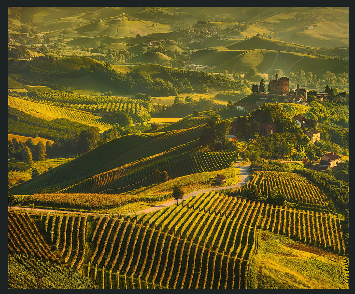 Vinyard - 48 x 72 Photography - Green