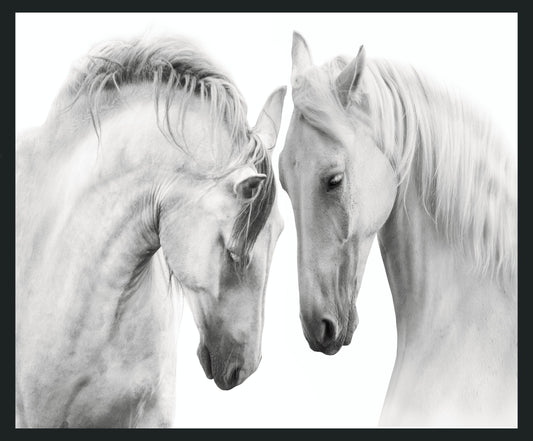 White - 48 x 72 Horses Photography - Gray