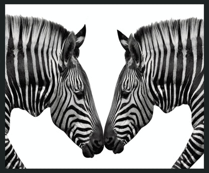 Zebras - 48 x 72 Photography - Black / White