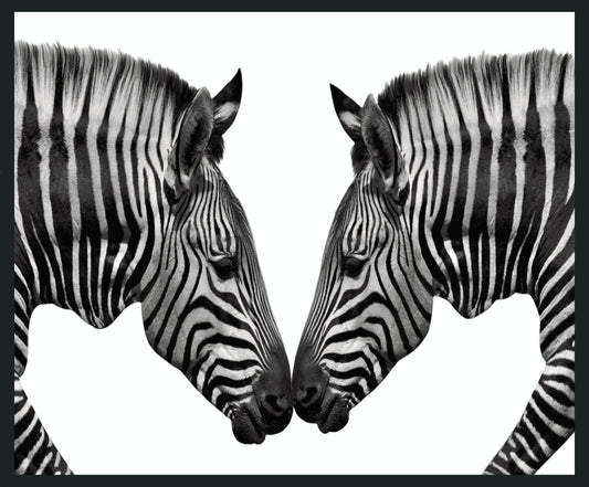 Zebras - 48 x 72 Photography - Black / White