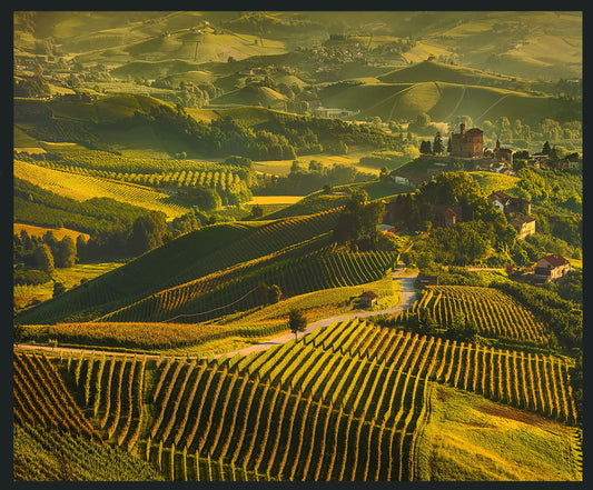 Vinyard - 48 x 72 Photography - Green