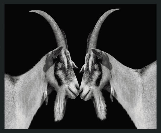 Goat - 48 x 72 Photography - Black
