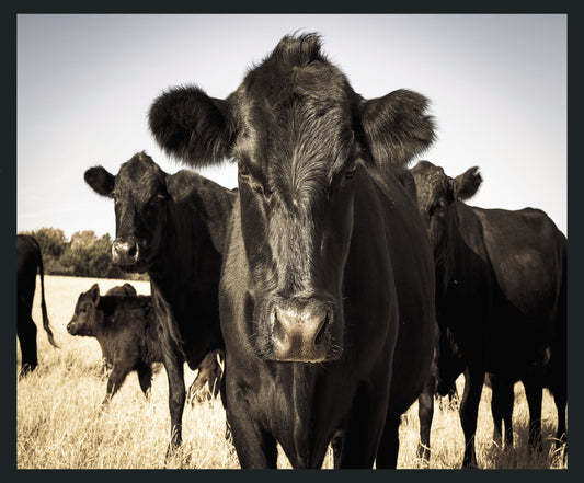 Cow - 48 x 72 Photography - Black / Light Blue