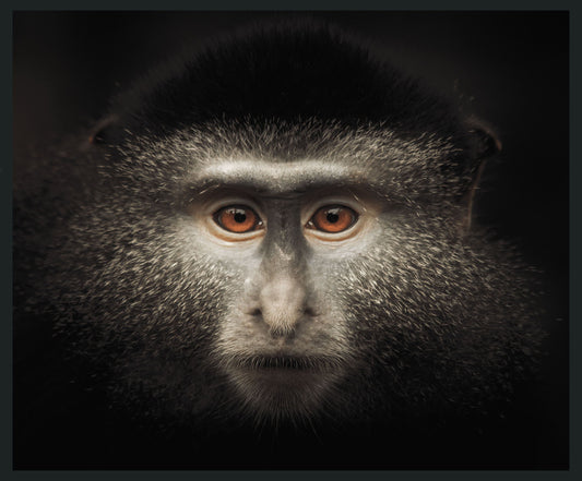 Monkey - 48 x 72 Photography - Black